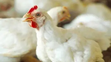 أسعار الدواجن والبيض اليوم الثلاثاء 28 أبريل 2026